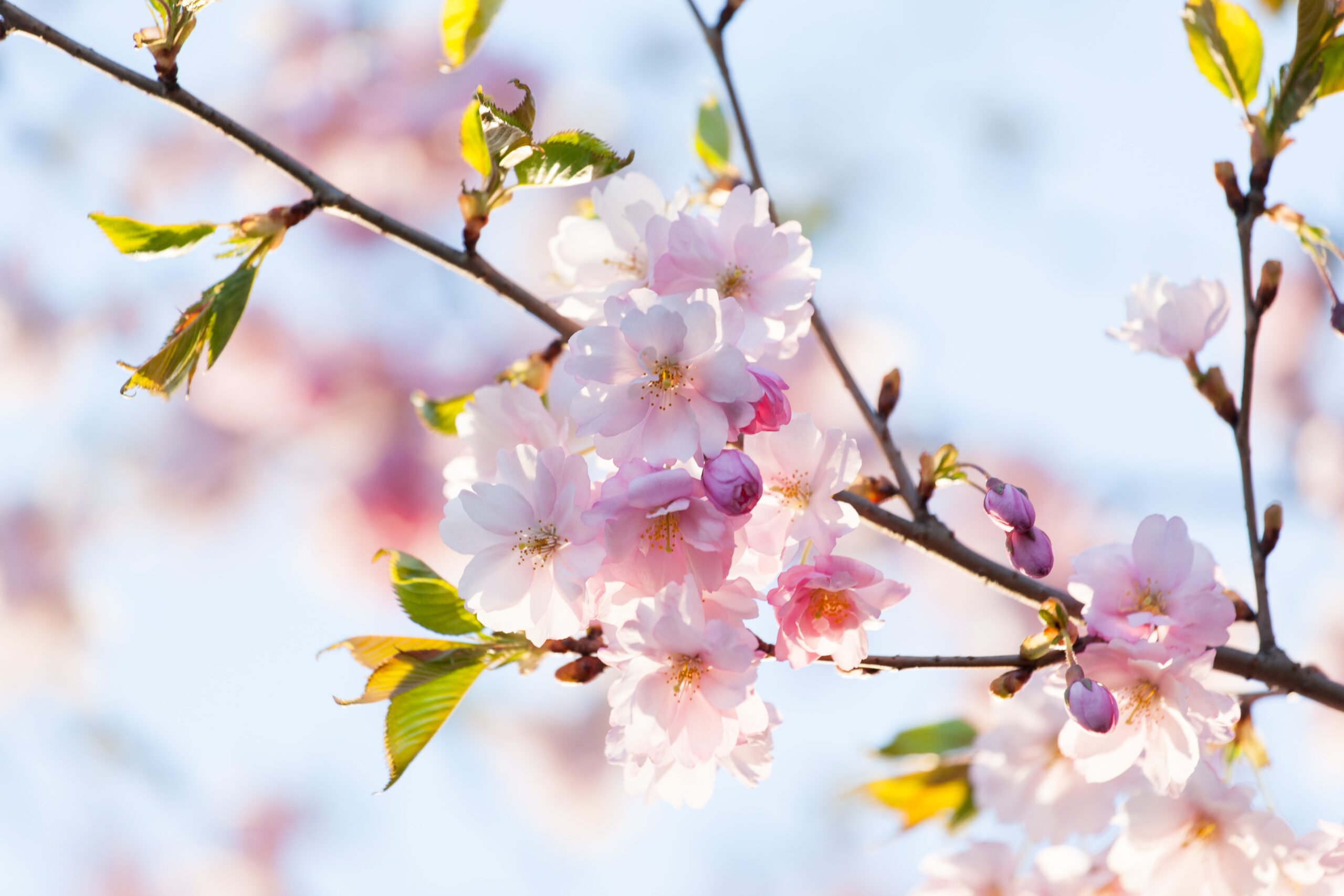桜　Spring